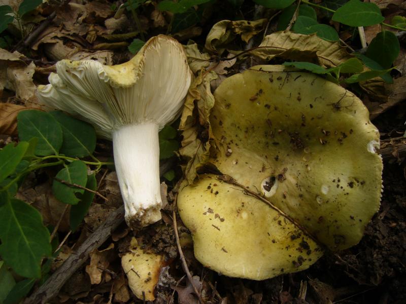 Russula heterophylla ?